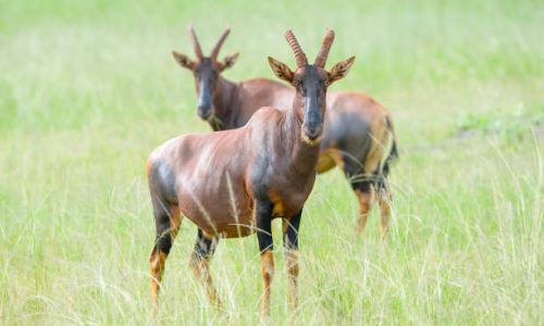2-Day Akagera Safari Rwanda 2-Day Akagera Safari Rwanda