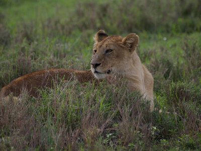 10-Day Masai Mara Serengeti Ngorongoro Safari