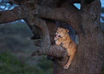 10-Day Masai Mara Serengeti Ngorongoro Safari