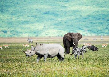 10-Day Masai Mara Serengeti Ngorongoro Safari