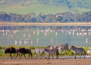 10-Day Masai Mara Serengeti Ngorongoro Safari
