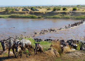 10-Day Masai Mara Serengeti Ngorongoro Safari