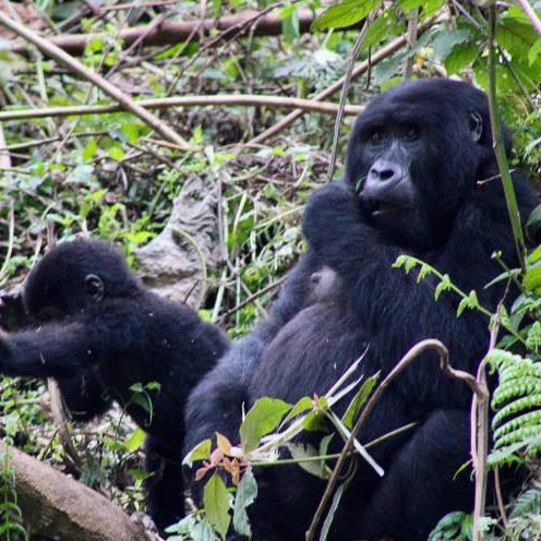 2-Day Gorilla Trekking Uganda 2-Day Gorilla Trekking Uganda