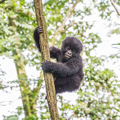 2-Day Gorilla Trekking Uganda 2-Day Gorilla Trekking Uganda