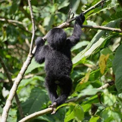 2-Day Gorilla Trekking Uganda 2-Day Gorilla Trekking Uganda