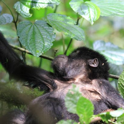 2-Day Gorilla Trekking Uganda 2-Day Gorilla Trekking Uganda