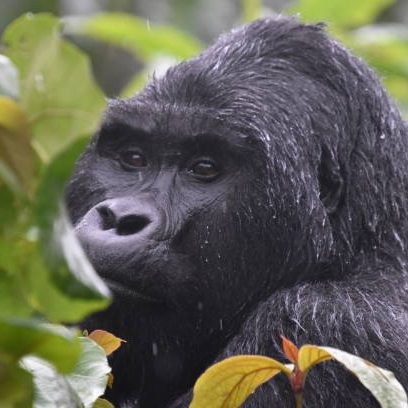 2-Day Gorilla Trekking Uganda 2-Day Gorilla Trekking Uganda