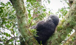 Gorilla Trekking in Uganda Gorilla Trekking in Uganda