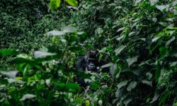 Gorilla Trekking in Uganda Gorilla Trekking in Uganda