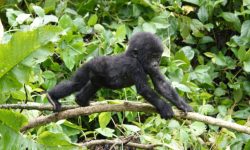 Gorilla Trekking in Uganda Gorilla Trekking in Uganda