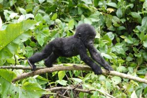 Gorilla Trekking in Uganda Gorilla Trekking in Uganda