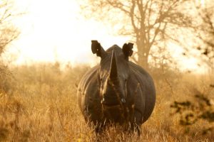 5-Day Tanzania Safari Itinerary 5-Day Tanzania Safari Itinerary