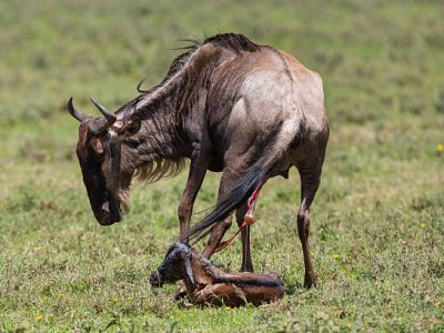 5-Day Tanzania Safari Itinerary 5-Day Tanzania Safari Itinerary