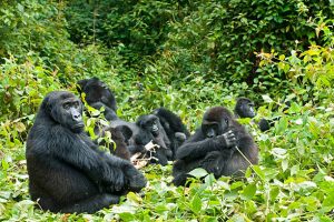 3 day Gorilla Trekking Uganda